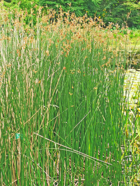 Preview: Seesimse - Scirpus lacustris